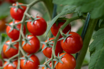 Beautiful red ripe cherry tomatoes