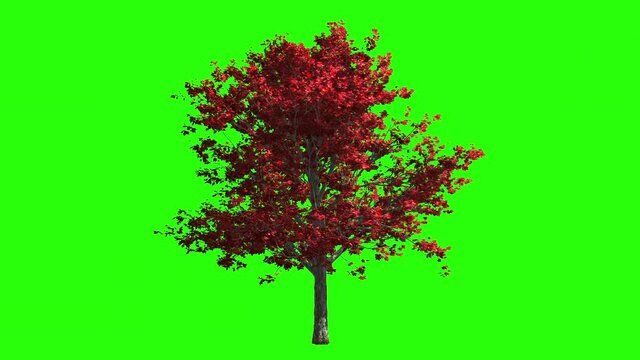 3d render autumn maple tree in the wind.
Isolated on green screen for keying
