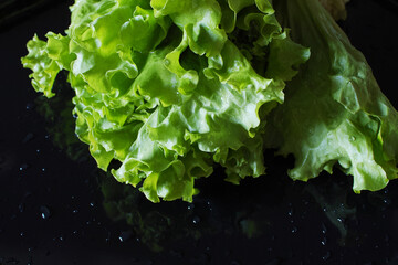 Close-up of fresh green leaf lettuce on black wet background