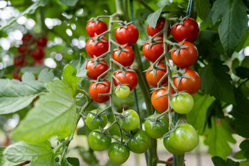 Beautiful red ripe cherry tomatoes