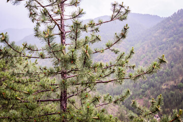 Beautiful nature landscape  fresh air