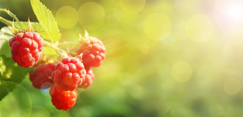 Branch with delicious ripe raspberries on bush, banner design. Space for text