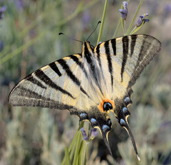 THE SCARCE SWALLOWTAIL BUTTERFLY ON THE LAVENDER FLOWER IN SUMMER IN CROATIA.