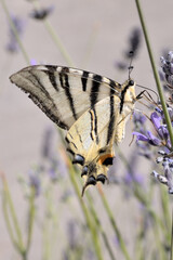 THE SCARCE SWALLOWTAIL BUTTERFLY ON THE LAVENDER FLOWER IN SUMMER IN CROATIA.