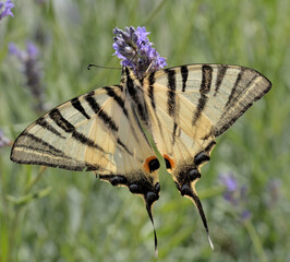 THE SCARCE SWALLOWTAIL BUTTERFLY ON THE LAVENDER FLOWER IN SUMMER IN CROATIA.
