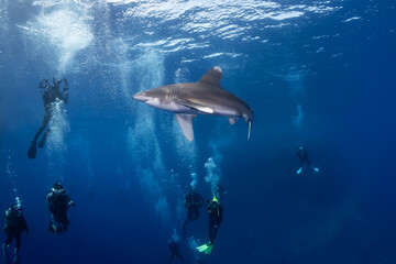 Obraz premium oceanic whitetip shark