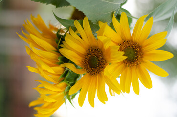 sunflower in the garden