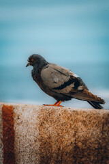Pomba