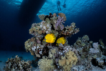 Fototapeta na wymiar coral reef and butterfly fish