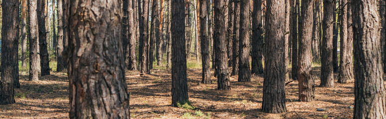 panoramic crop of tree trunks in summer woods