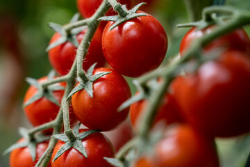Beautiful red ripe cherry tomatoes