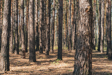 Selective focus of tree trunks in summer woods - obrazy, fototapety, plakaty
