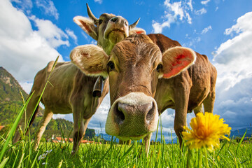 Kühe - lustig - Allgäu - niedlich - Frühling © Dominik Ultes