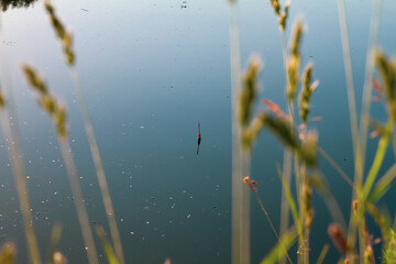 The red fishing rod float is in the water, between the grass