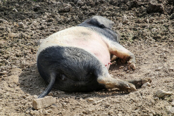 Schwein