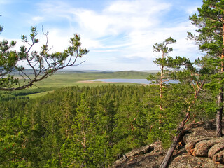 Walk through the Northern spring forest.