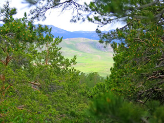 Walk through the Northern spring forest.