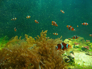 Fototapeta na wymiar Coral reef with fishes. Underwater colorful background.