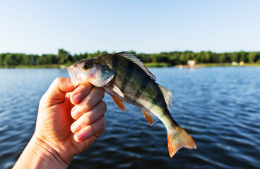 Fishing. Perch on the palm against the background of nature.