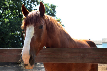 Standing brown horse with mane on a farm
