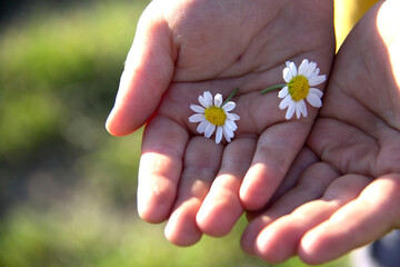 Children's hands holding camomile or daisy flowers.