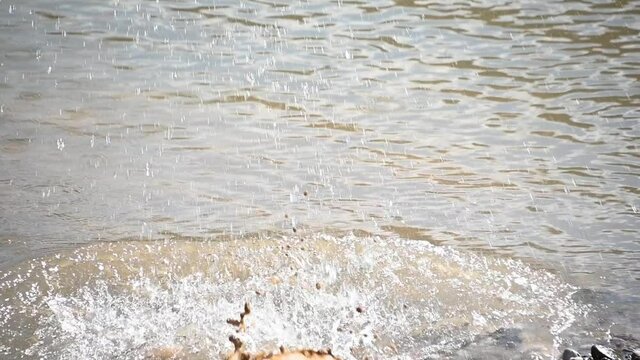 Close up slow motion of rock being thrown in muddy river water. Brown water splashing and causing waves