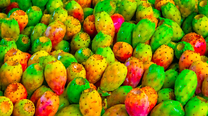 Opuntia humifusa, commonly known as the devil's-tongue, Eastern prickly pear or Indian fig