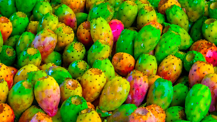 Opuntia humifusa, commonly known as the devil's-tongue, Eastern prickly pear or Indian fig