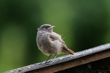 Curious, fluffy young bird with soft feather dress 