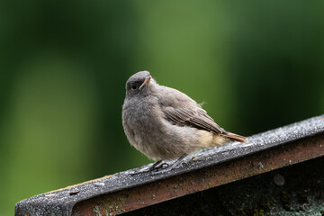 Curious, fluffy young bird with soft feather dress 