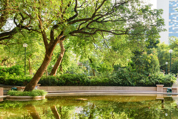 Amazing view of green trees reflected in water, Kowloon Park