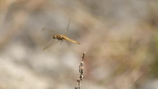 Golden dragonfly landing on a plant in slow motion
