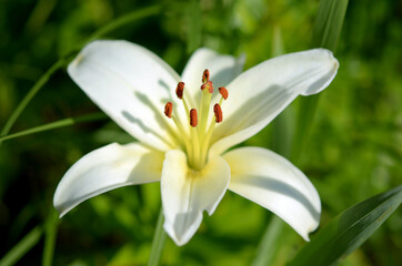Fototapeta premium beautiful image macro white flower lily in the garden close up