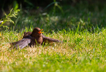 Blackbird sunbathing in garden with wings outstretched and yellow beak. Bird cooling itself and maintaining feathers and plumage
