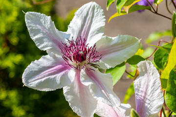 Clematis flower "Countess of Wessex" blooming in garden on sunny summer day. Climbing white and pink flower from family Ranunculaceae showing petals and stamens