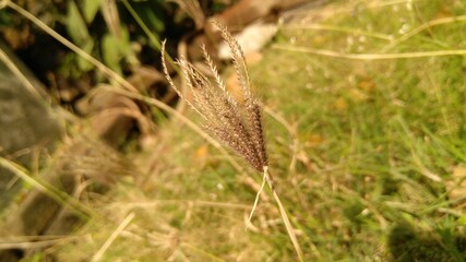 Golden Grass Close up shot.