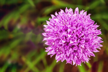 winter onion ring with fused background