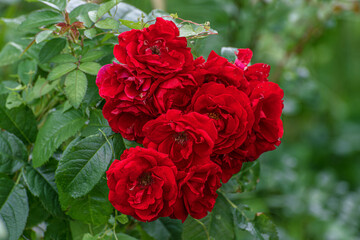 Fototapeta premium Beautiful scarlet ground roses in a flower bed