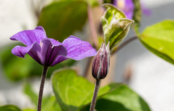 Purple violet clematis flower, fresh buds budding in summer garden. Blossom of climbing plant from family Ranunculaceae