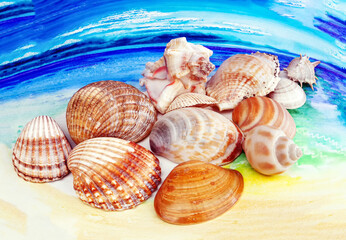 sea shells collection on drawing