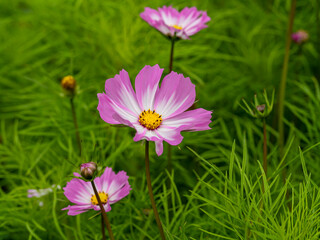 Pink and white flowers and buds of Cosmos Candy Stripe in a garden