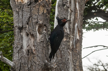 Magellanic Woodpecker in Patagonian forest environment, Los Glaciares National Park, Santa Cruz, Argentina