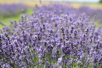 Obraz premium Lavender flowers blooming scented fields in rows. Focused on one in the foreground.
