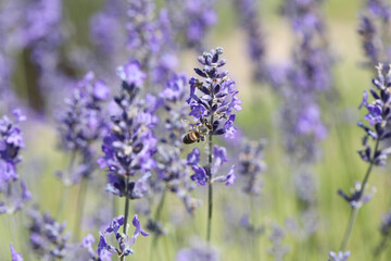 Purple flowers of lavender. Focused on one in the foreground. Close up.