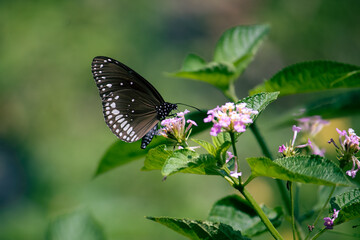 Euploea Core or Common Indian Crow Butterfly Collecting Honey from Flower with Selective Focus, Perfect for Wallpaper