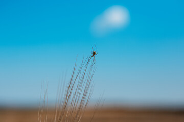 Close-up of spider on background of blue sky.
