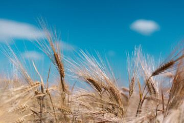 Close-up of golden wheat on background of blurred blue sky and field.