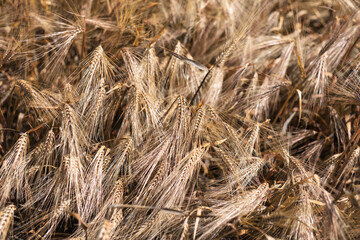 Natural abstract textured background of dry golden wheat field.