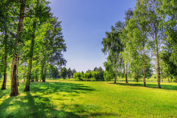 Sunny summer day in country park