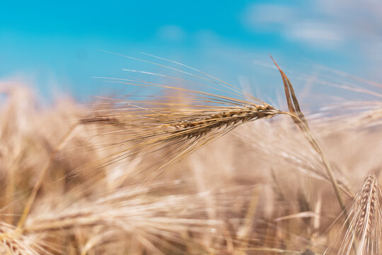 Close-up of golden wheat on background of blurred blue sky and field.